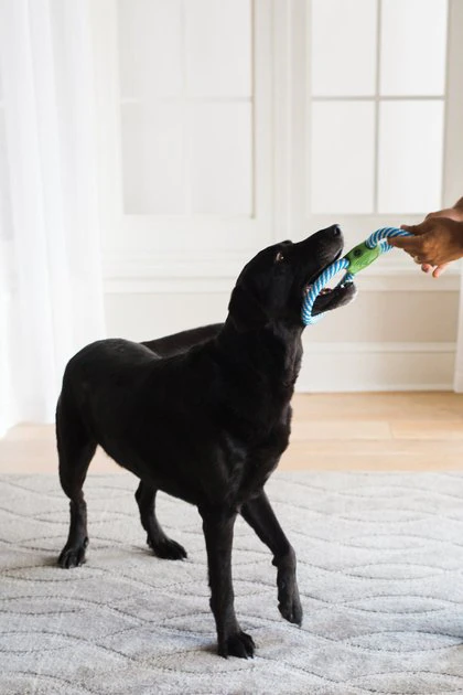 JW Pet Giggle Tug Dog Toy 4 JW Pet Giggle Tug Dog Toy - Image 2