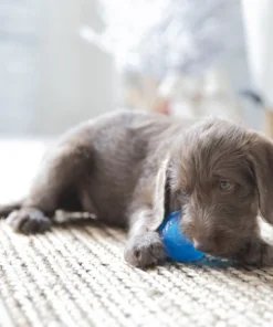 JW Pet Sloth Squeaky Ball Dog Toy, Small -JW Pet Sales 2024 182729 PT2. SY630 V1602297074