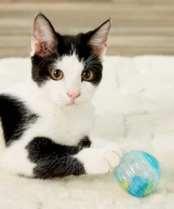 JW Pet Cataction Fish Ball Cat Toy 10 JW Pet Cataction Fish Ball Cat Toy -JW Pet Sales 2024 53409 PT8. SY630 V1505934582