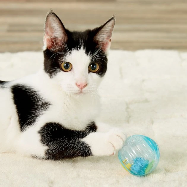 JW Pet Cataction Fish Ball Cat Toy 6 JW Pet Cataction Fish Ball Cat Toy - Image 5