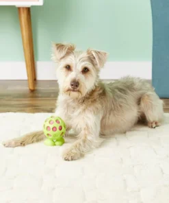 JW Pet Hol-ee Cuz Dog Toy, Color Varies -JW Pet Sales 2024 70983 PT4. SY630 V1530911562