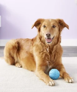 JW Pet Giggler Ball Squeaky Dog Toy, Color Varies -JW Pet Sales 2024 71035 PT4. SY630 V1531507366