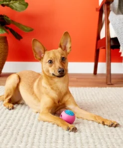 JW Pet Grass Ball Dog Toy, Color Varies -JW Pet Sales 2024 81017 PT5. SY630 V1531517558