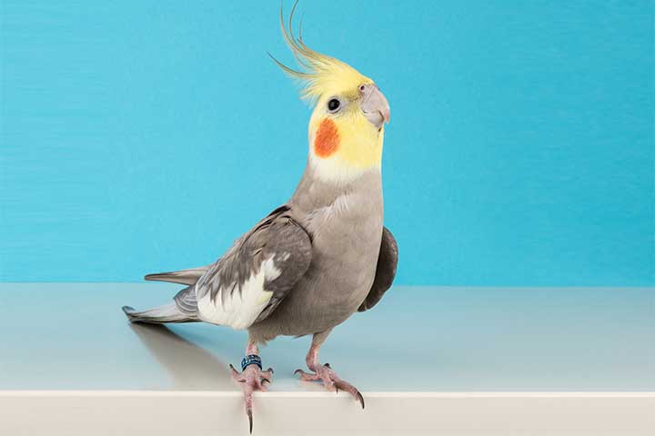 JW Pet Sales 2024 -JW Pet Sales 2024 cockatiel funny l